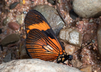 The butterfly Actinote demonica photographed in Peru