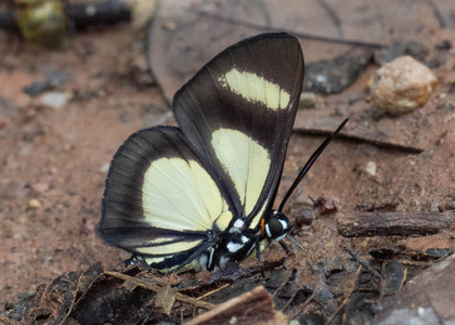The butterfly Monethe albertus albertus photographed in Peru