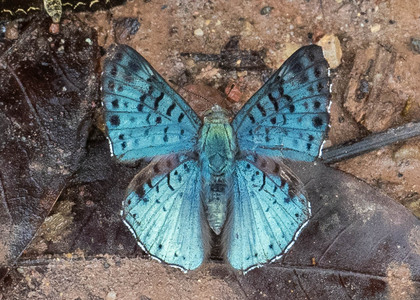 The butterfly Lasaia meris photographed in Peru