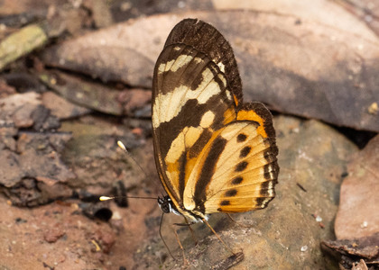 The butterfly Eresia eunice gudruna photographed in Meretari, Puerto Ocopa,Peru