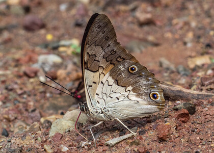 The butterfly Prepona laertes photographed in Peru