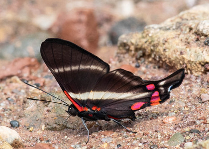 The butterfly Rhetus periander photographed in Peru