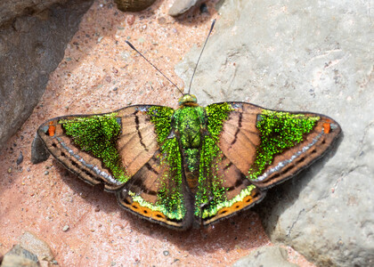 The butterfly Caria mantinea mantinea photographed in Peru