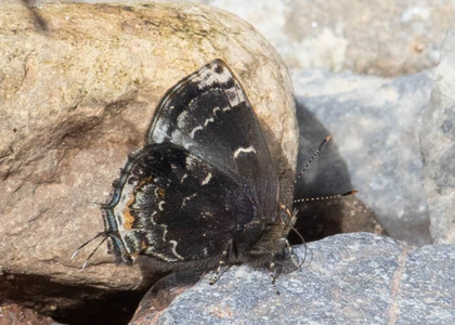 The butterfly Ocaria ocrisia photographed in Peru
