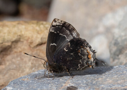 The butterfly Ocaria ocrisia photographed in Peru