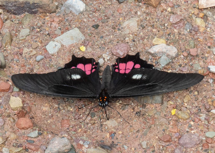 The butterfly Heraclides anchisiades anchisiades photographed in Peru
