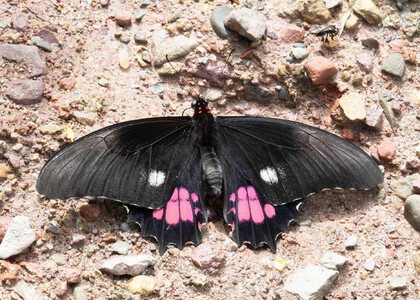 The butterfly Heraclides anchisiades anchisiades photographed in Peru