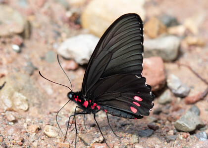 The butterfly Parides sesostris sesostris photographed in Meretari, Puerto Ocopa,Peru