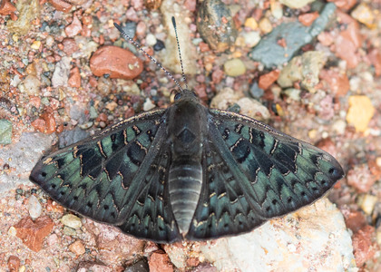 The butterfly Emesis orichalceus photographed in Peru