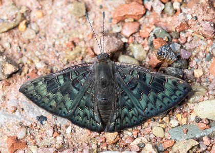 The butterfly Emesis orichalceus photographed in Meretari, Puerto Ocopa,Peru