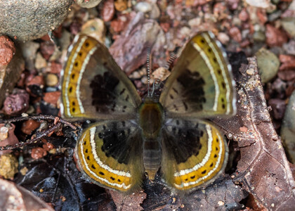 The butterfly Chalodeta chaonitis photographed in Peru