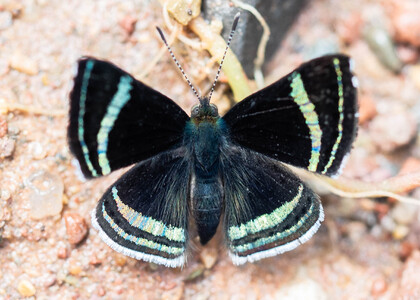 The butterfly Chalodeta theodora photographed in Peru