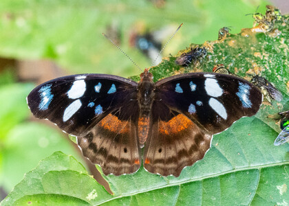 The butterfly Myscelia capenas photographed in Peru