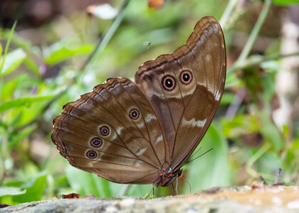 The butterfly Morpho menelaus didius photographed in Alto Capirushari, Mazamari,Peru