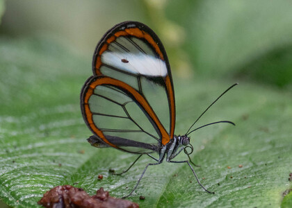 The butterfly Pseudoscada timna photographed in Alto Capirushari, Mazamari,Peru