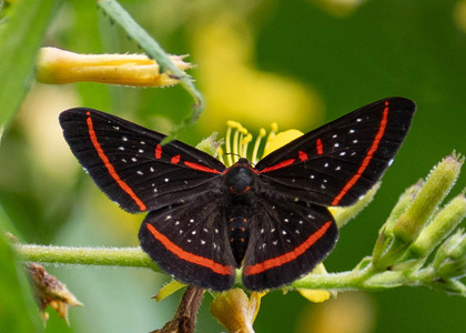 The butterfly Amarynthis meneria photographed in Peru