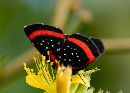The butterfly Amarynthis meneria photographed in Peru