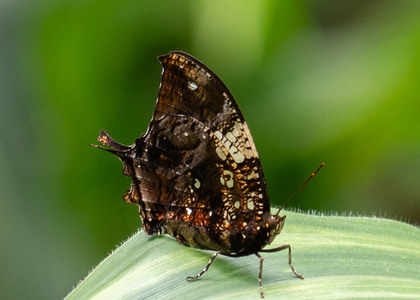 The butterfly Hypna clytemnestra negra photographed in Alto Capirushari, Mazamari,Peru