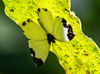 The butterfly Nymphidium medusa photographed in Alto Capirushari, Mazamari,Peru