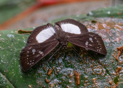 The butterfly Milanion pilta photographed in Alto Capirushari, Mazamari,Peru