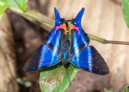 The butterfly Rhetus dysonii psecas photographed in Alto Capirushari, Mazamari,Peru