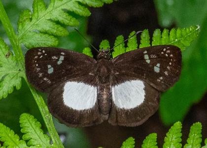 The butterfly Milanion pilta photographed in Peru