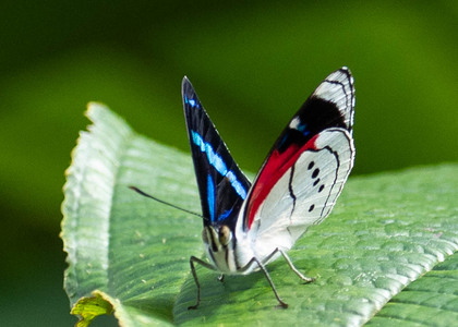 The butterfly Perisama alicia photographed in Alto Capirushari, Mazamari,Peru
