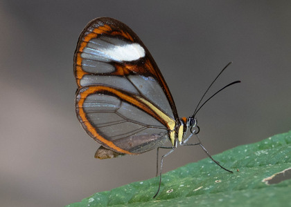 The butterfly Ithomia agnosia photographed in Alto Capirushari, Mazamari,Peru