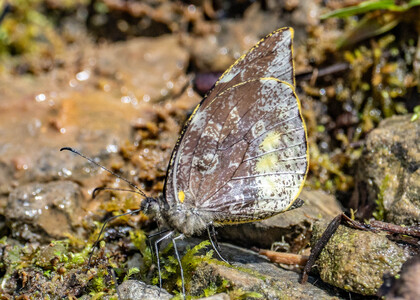 The butterfly Lieinix nemesis nemesis photographed in Alto Capirushari, Mazamari,Peru