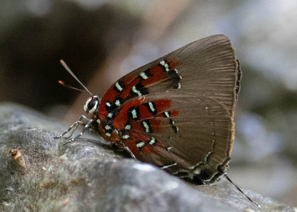 The butterfly Brangas caranus or getus photographed in Peru
