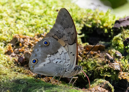 The butterfly Prepona laertes photographed in Alto Capirushari, Mazamari,Peru