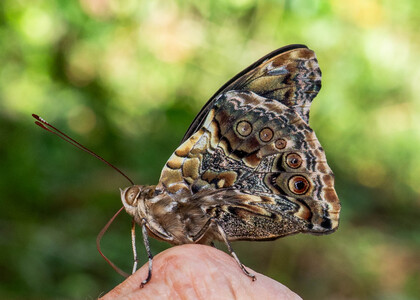 The butterfly Pycina zamba photographed in Alto Capirushari, Mazamari,Peru