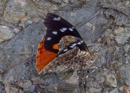 The butterfly Pycina zamba photographed in Peru