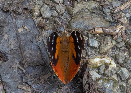 The butterfly Pycina zamba photographed in Peru