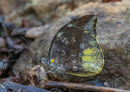 The butterfly Lieinix nemesis nemesis photographed in Peru