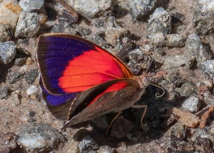 The butterfly Haematera pyrame photographed in Peru