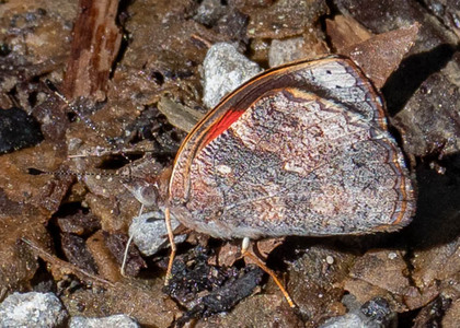 The butterfly Haematera pyrame photographed in Alto Capirushari, Mazamari,Peru