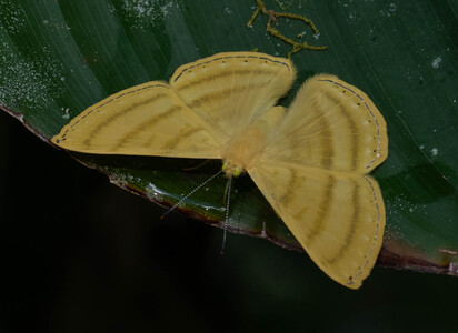 The butterfly Astraeodes areuta photographed in Peru