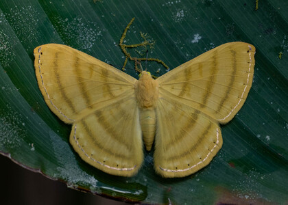 The butterfly Astraeodes areuta photographed in Peru