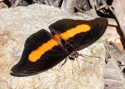 The butterfly Catonephele acontius acontius photographed in Peru