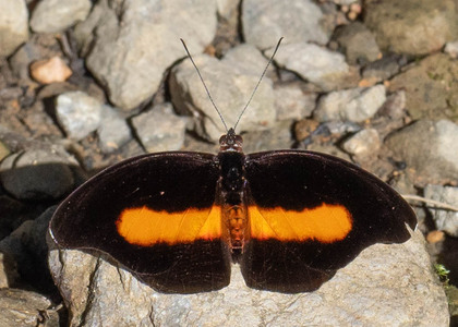 The butterfly Catonephele acontius acontius photographed in Alto Capirushari, Mazamari,Peru