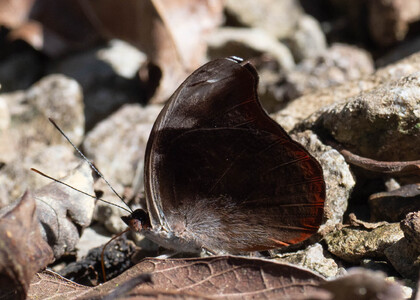 The butterfly Catonephele acontius acontius photographed in Peru