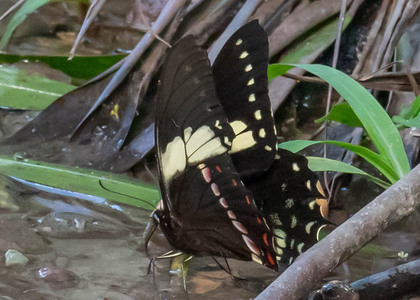 The butterfly Pterourus menatius ctesiades photographed in Alto Capirushari, Mazamari,Peru