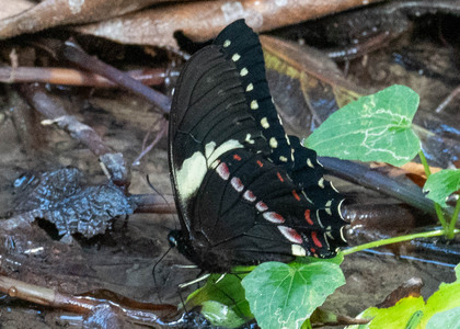 The butterfly Pterourus menatius ctesiades photographed in Peru
