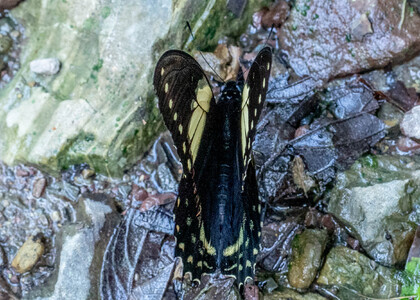 The butterfly Pterourus menatius ctesiades photographed in Peru