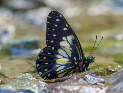 The butterfly Archonias (Catasticta) sisamnus telasco photographed in Alto Capirushari, Mazamari,Peru