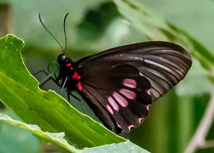 The butterfly Parides neophilus olivencius photographed in Satipo area,Peru