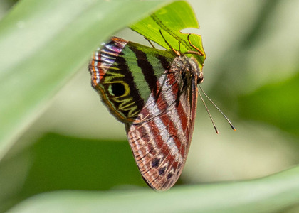 The butterfly Euselasia orfita photographed in Peru