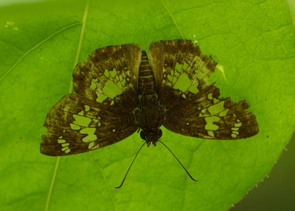 The butterfly Xenophanes tryxus photographed in Satipo area,Peru