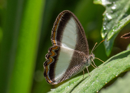 The butterfly Oressinoma typhla photographed in Mariposa, Santa Anna Bridge,Peru